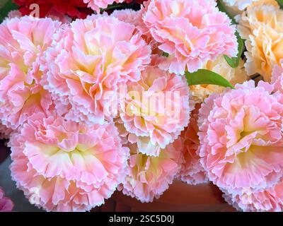 Close up of beautiful pink and beige peony or marigold flowers arrangement. Floral decoration pink marigold seamless background texture. Stock Photo