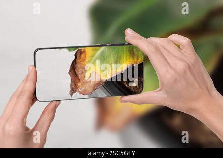 Man using mobile phone to recognize disease of house plant, closeup. Finder app Stock Photo