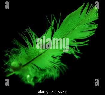 Macro of a waterdrop on a green feather Stock Photo