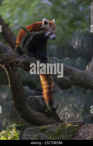 One red panda, Ailurus fulgens, sitting on a branch of a dead tree. Wonderful backlit scene Stock Photo