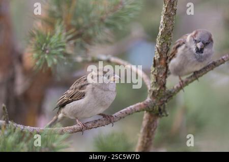 Two house sparrows, Passer domesticus sitting on a twig in a bush Stock Photo