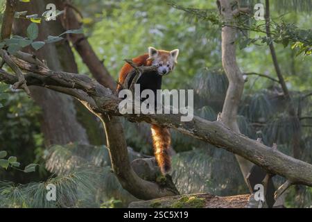 One red panda, Ailurus fulgens, sitting on a branch of a dead tree. Wonderful backlit scene Stock Photo