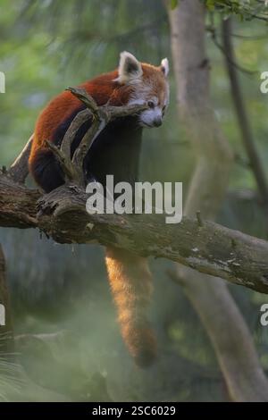One red panda, Ailurus fulgens, sitting on a branch of a dead tree. Wonderful backlit scene Stock Photo