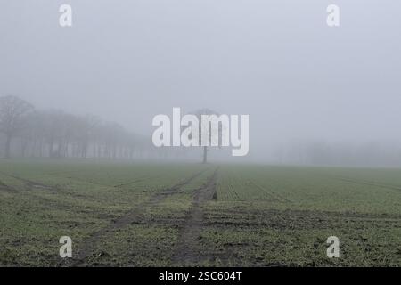 Autumnal wintry foggy landscape with dense fog field on it single tree without leaves in the background trees without leaves on the Lower Rhine, North Stock Photo