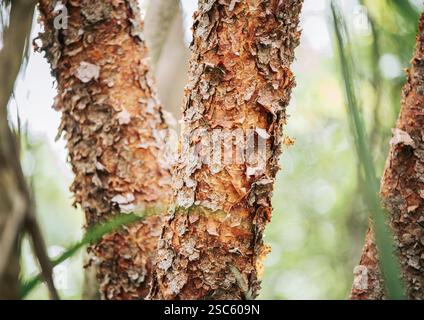 Close up of the texture of a gumbo limbo tree. Details of the bark of the gumbo limbo tree Stock Photo