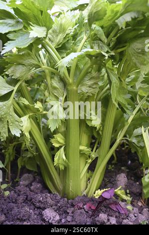 Celery (Apium graveolens) Stock Photo