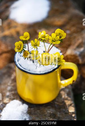 Winter aconite flowers in a yellow cup with snow on garden stone. Selective soft focus. (Eranthis hyemalis) Gardening concept Stock Photo