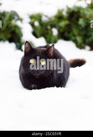 Charming black domestic cat with yellow eyes in the snow in outside in a winter snowy garden. (Felis catus). Selective focus. Stock Photo