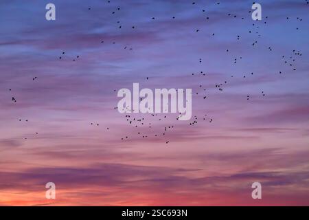 Noisy Rooks birds in flight silhouetted against the sky Stock Photo - Alamy