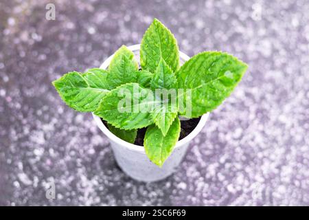 Top view of hydrangea sprout Stock Photo