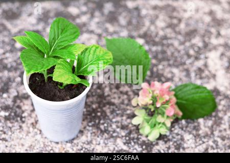 Close up of hydrangea sprout Stock Photo