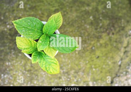 Propagating hydrangea cuttings Stock Photo