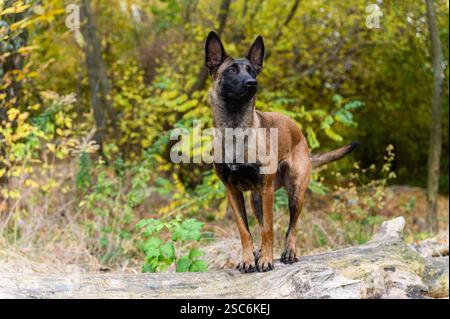 A Belgian Malinois dog with a brown and black coat stands confidently on a fallen tree in a forest. The dog looks to the side with ears perked up and Stock Photo