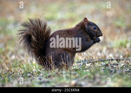 Black squirrel eating food in the winter time Stock Photo