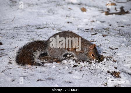 Eastern gray squirrel digging for food in the snow Stock Photo