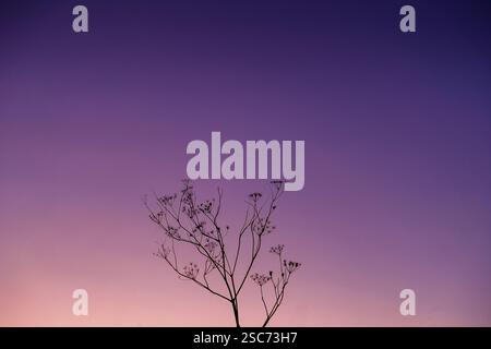 Minimalist Photograph of old seed pod against dawns first light Stock Photo