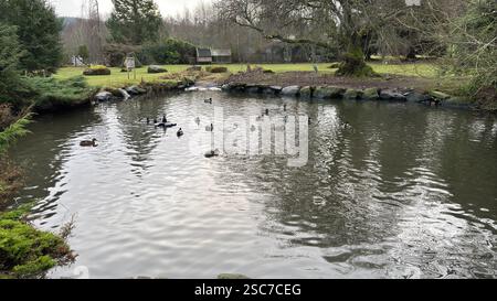 Ducks swimming on a duck pond in a beautiful garden Stock Photo