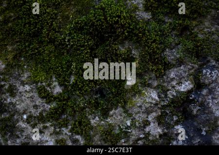 Stone wall with moss background. Stock Photo