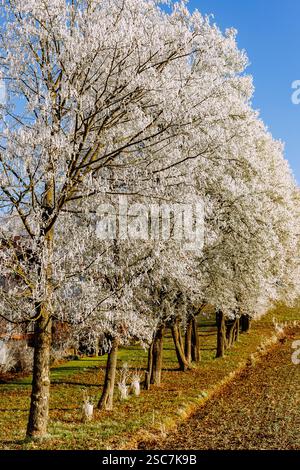 Row of trees at the edge of a field with hoarfrost in winter Stock Photo