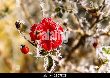 red rose with blossom, rose hips and hoarfrost in winter Stock Photo