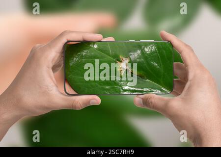 Man using mobile phone to recognize disease of house plant, closeup. Finder app Stock Photo