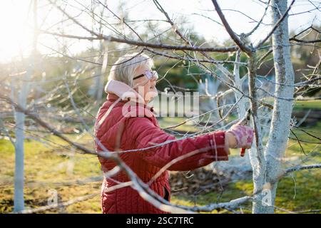 Woman gardener using pruning shears on to cut dry tree branches. Spring pruning of trees and bushes in garden. Hobby, gardening, farm concept. Stock Photo