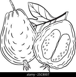 A detailed and colorful illustration of a cherimoya fruit, showcasing its unique shape and texture effectively. Hand drawn vector graphics for the design of a websites, booklet, e-pack, label or advertisement. Stock Vector