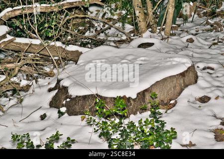Snow on tree stump ground vegetation animal tracks Winter climate change. Stock Photo