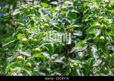 Lush green leaves cradle clusters of unripe apples, promising a bountiful harvest ahead. Fruit tree leaves are deep green, glossy and textured Stock Photo