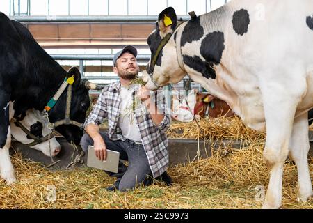 Male farmer with cows on a livestock farm Stock Photo