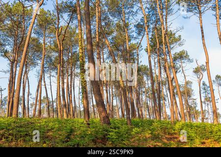 Pine woodland with green ferns on the forest floor Stock Photo