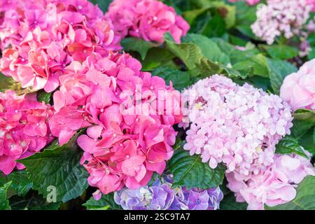 Pink and Blue Mophead Hydrangea macrophylla ‘Endless Summer’ in flower. Stock Photo