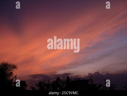 Beautiful sunset with silhouettes of trees. Stock Photo