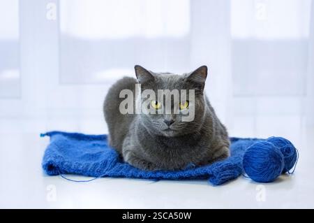 A captivating image capturing a grey cat with mesmerizing yellow eyes relaxing on a cozy knitted blue fabric next to a ball of blue yarn. Stock Photo