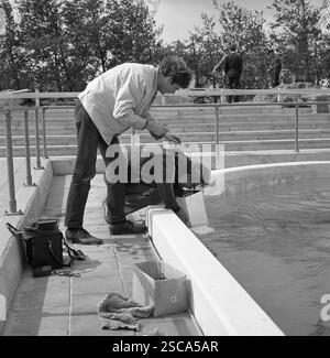 Dolphinarium in Harderwijk. Picture shows men (Dr. Ing.s Clauss und Affeld) at the pool with a scuba cam. Stock Photo