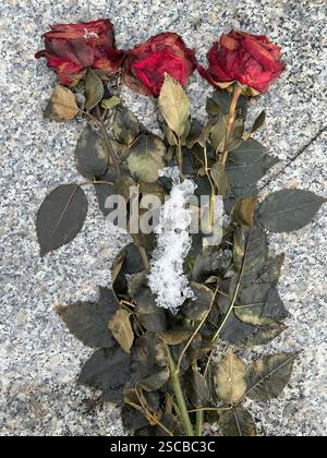 Sry and withered roses on a tombstone in the public cemetery Stock Photo