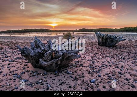 Tree stumps battered by the waves on the beach in Benacre Suffolk Stock Photo