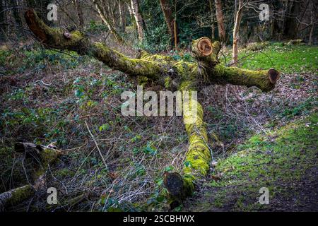 Felled rotting tree trunk covered in moss and lichen on forest floor. Stock Photo