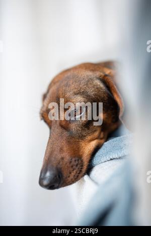 Close-up portrait of an old gray-haired dachshund. The dog looks expressively at the person or doctor who touches him. Stock Photo