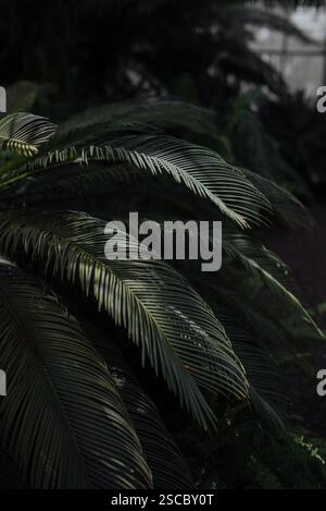 A close-up shot of lush green plant leaves, their intricate veins and textures clearly visible Stock Photo
