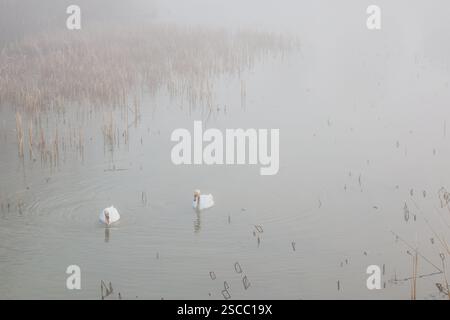Two mute swans (Cygnus olor) on a misty lake in weak morning sunlight: a light pastel shaded image with copy space. Stock Photo