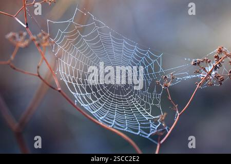 Nice spider web with water drops morning dew Stock Photo