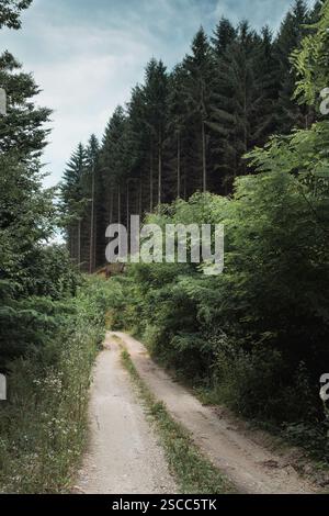 Unpaved gravel road in the forest with green trees Stock Photo