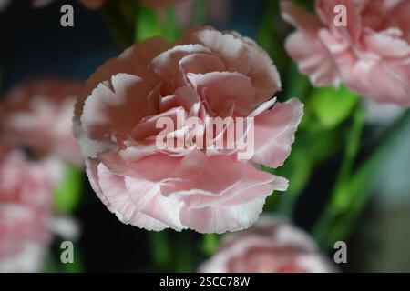 A close-up view of several pink carnations with delicate petals in various shades of pink and white. The blurred background highlights the sharp focus Stock Photo