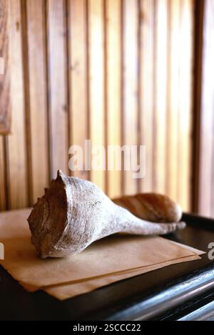 A large, beautiful old seashell on a shelf. Stock Photo