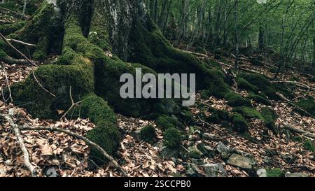 The roots of a towering tree stretch out, covered in thick, vibrant moss. Stock Photo