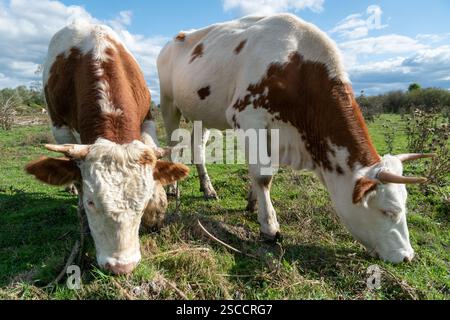 Two cows graze grass in pasture during sunny day Stock Photo