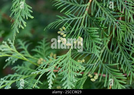 Thuja occidentalis. Green thuja tree branches, background. Stock Photo