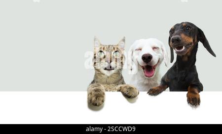 Banner happy pets. dogs and pets smiling and hanging its paws over a white blanck. Isolated on grey background Stock Photo