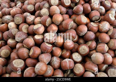 Ripe hazelnuts in shell. Background image of pile of dried shelled hazelnuts. Stock Photo